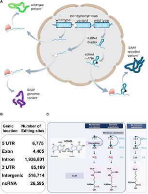 RBPs: an RNA editor’s choice